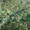 Berberis x stenophylla P9 P30